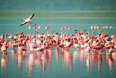 Сув қушлари  саноқдан ўтказилмоқда